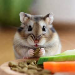 Hamster eating pellets and fresh vegetables from a small dish