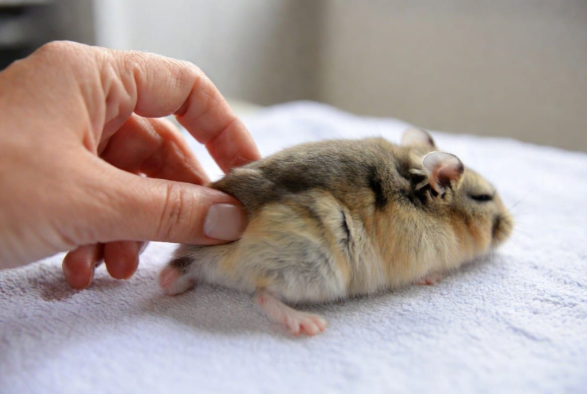Hamster being examined by an exotic veterinarian