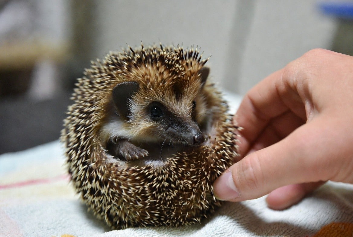 Hedgehog undergoing a wellness check with an exotic veterinarian
