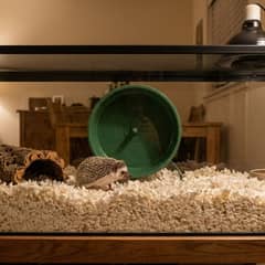 Hedgehog enclosure with solid flooring, a heat emitter, hideout, and exercise wheel