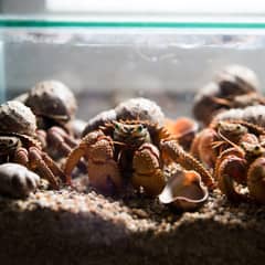 Hermit crabs climbing over extra shells and substrate in a humidity-sealed tank