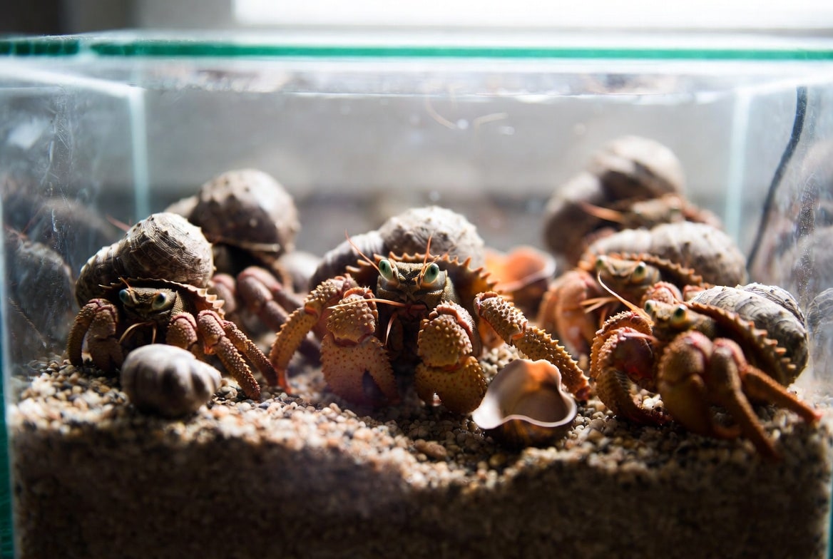 Hermit crabs climbing over extra shells and substrate in a humidity-sealed tank
