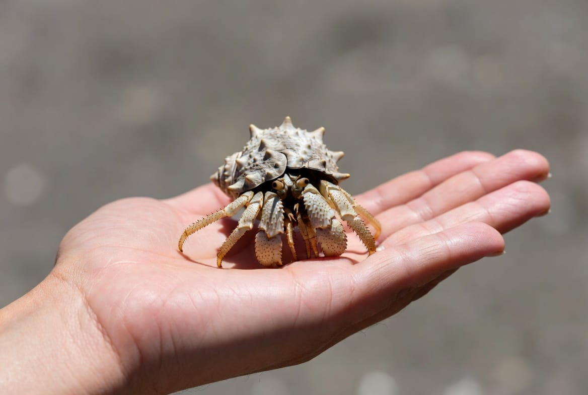 Hermit crab resting calmly on an open flat palm