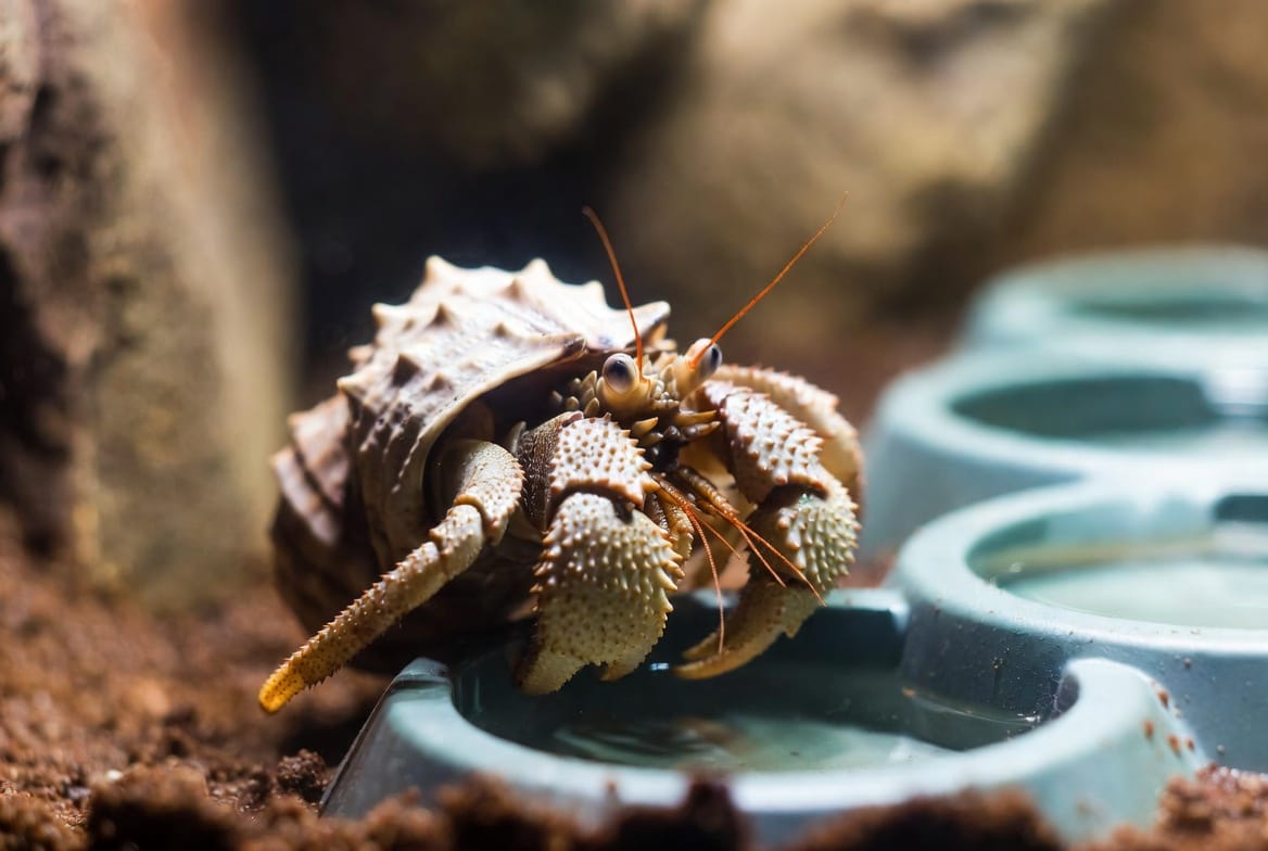 Hermit crab showing healthy posture near its water dishes and substrate
