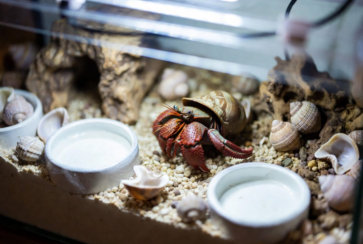 Hermit crab enclosure with deep substrate, water dishes, and extra shells