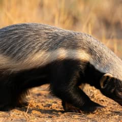 A honey badger foraging in the African savanna, showing its distinctive black and white markings