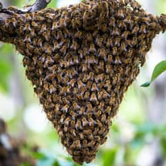 A dense honeybee swarm cluster hanging from a tree branch, thousands of bees forming a teardrop mass