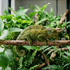 Male Jackson's chameleon with three forward-facing horns being approached for handling from below