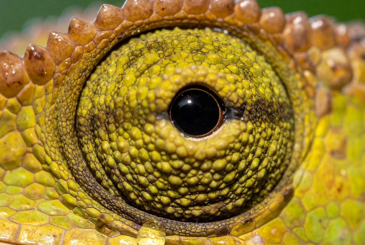 Male Jackson's chameleon with three forward-facing horns being examined for early signs of illness