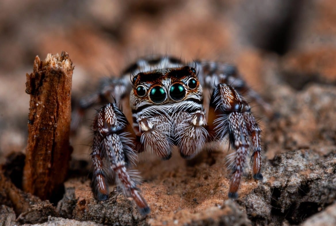 Regal jumping spider perched near its small vertical enclosure and basic supplies