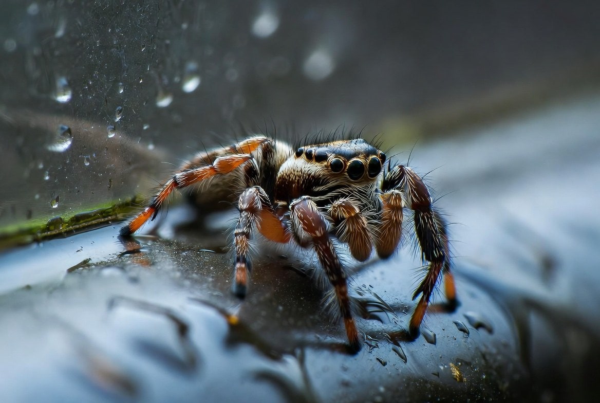 Jumping spider with a healthy, plump abdomen resting near a misted enclosure wall