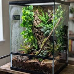 Small vertical jumping spider enclosure with coconut fiber substrate, climbing branches, and a hygrometer