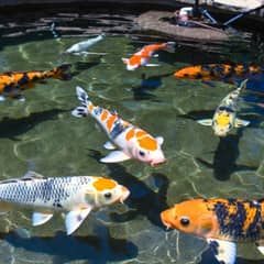 Colorful koi swimming in a well-filtered outdoor pond
