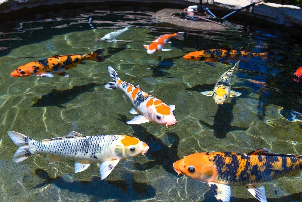 Colorful koi swimming in a well-filtered outdoor pond