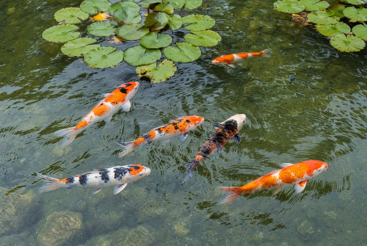 Several large koi rising together toward the surface of a deep planted pond