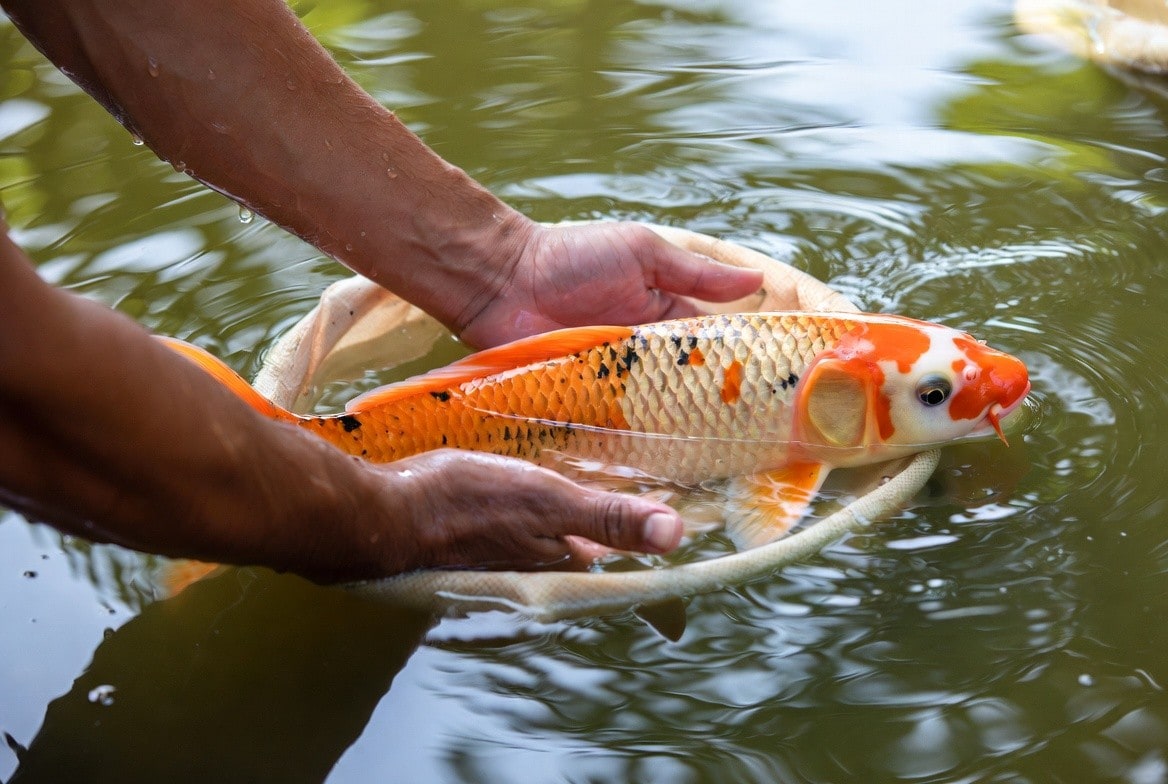 Koi being guided into a floating bowl with a net instead of being lifted by hand