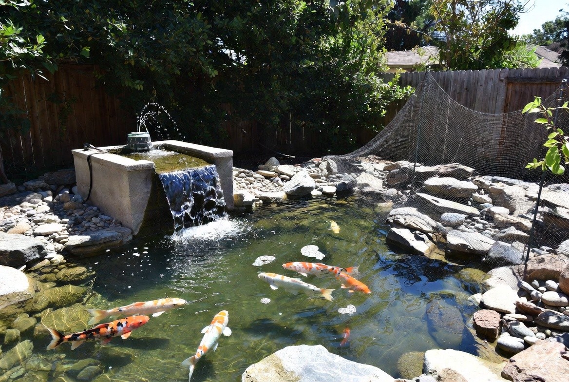 Outdoor koi pond with visible filtration, aeration, and predator netting