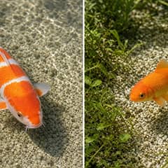 A koi and a goldfish side by side for size comparison