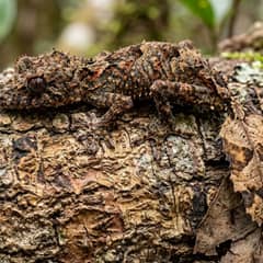 Satanic leaf-tailed gecko camouflaged against bark, one of the priciest geckos in the pet trade