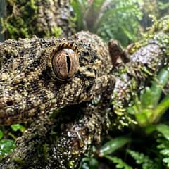 Satanic leaf-tailed gecko camouflaged against bark, showing sunken eyes and dull skin from dehydration