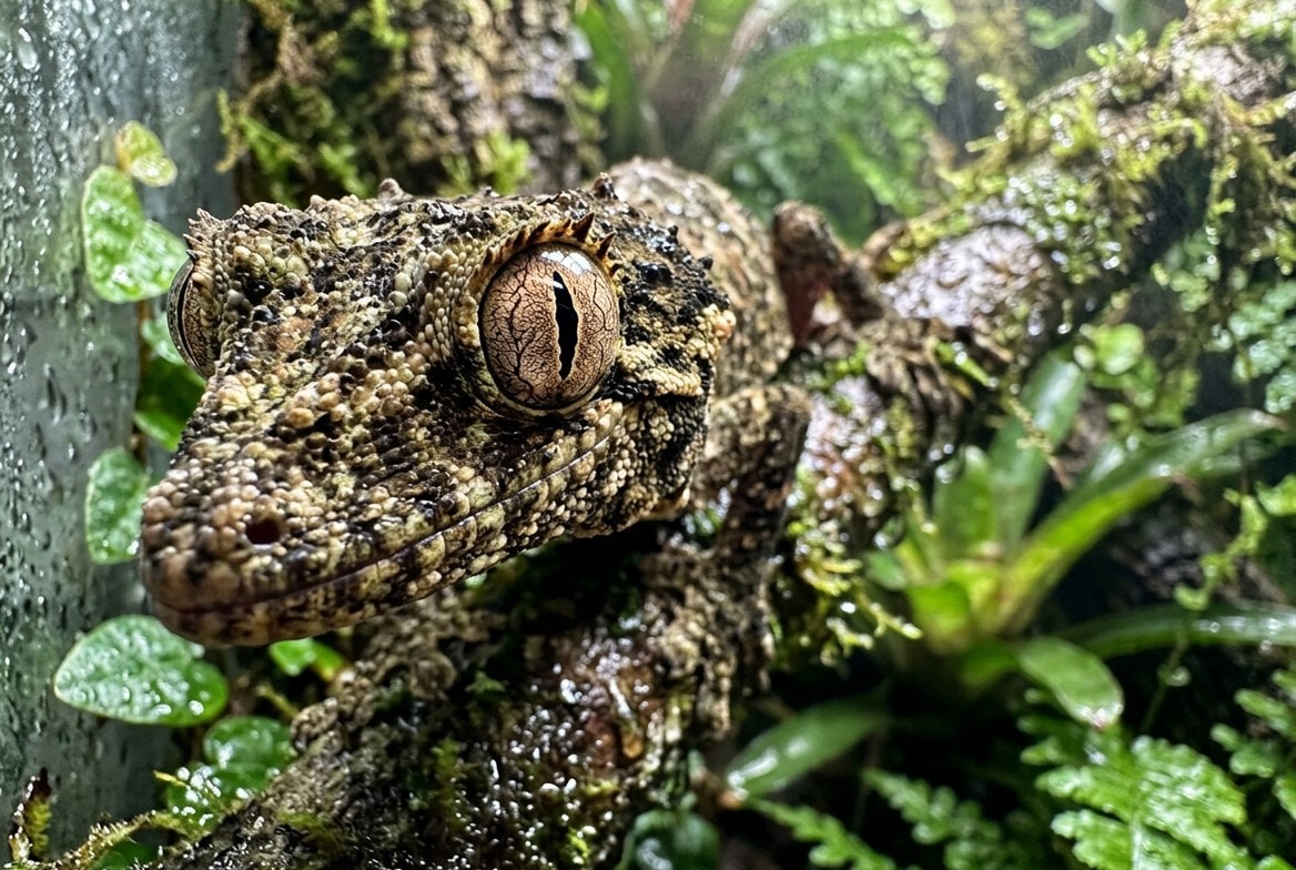Satanic leaf-tailed gecko camouflaged against bark, showing sunken eyes and dull skin from dehydration