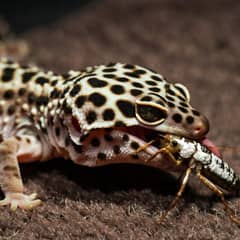 Leopard gecko eating a gut-loaded cricket dusted with calcium powder