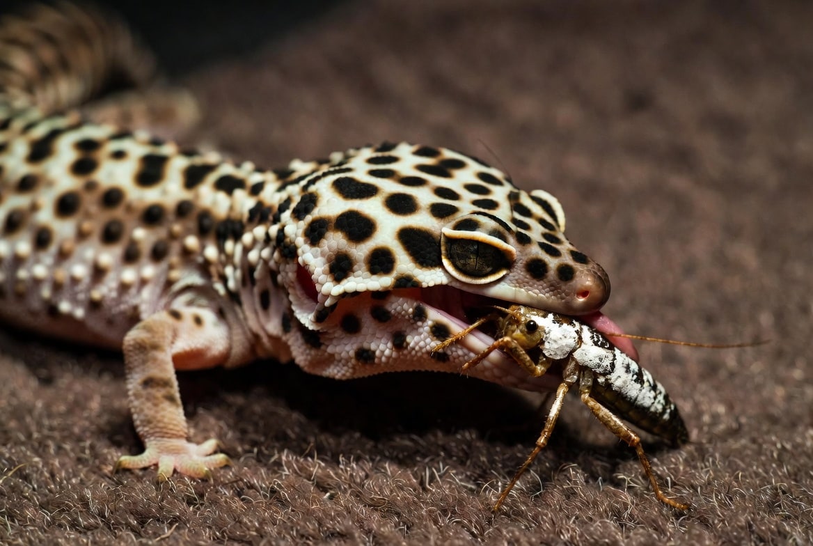 Leopard gecko eating a gut-loaded cricket dusted with calcium powder
