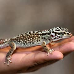 How to Handle a Leopard Gecko Correctly