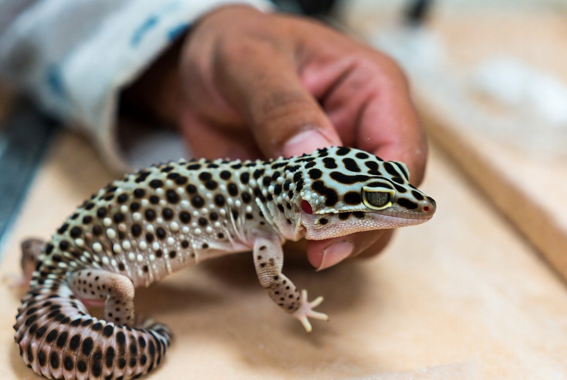 Leopard gecko being examined closely for signs of illness