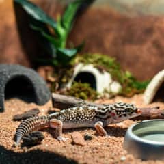 Leopard gecko enclosure with warm hide, cool hide, and humid hide setup