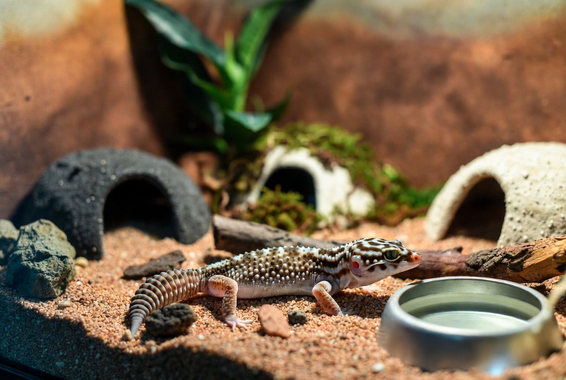Leopard gecko enclosure with warm hide, cool hide, and humid hide setup