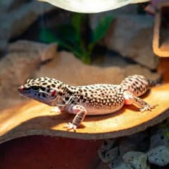 Leopard gecko basking on a warm hide under gentle heating in a desert terrarium