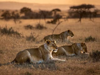 Three lionesses resting together in dry savanna grass at golden hour, with acacia trees behind them
