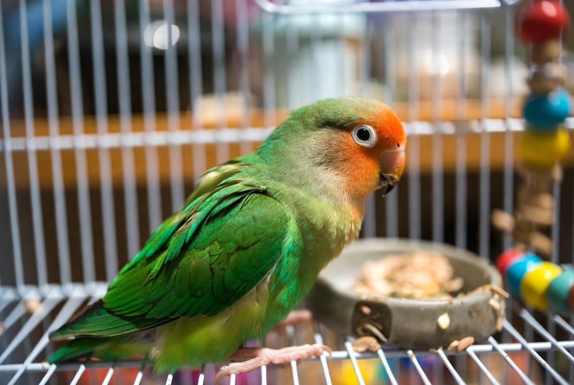 Peach-faced lovebird perched beside its cage with food dishes and toys