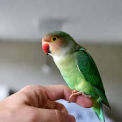 Peach-faced lovebird perched on a person's hand
