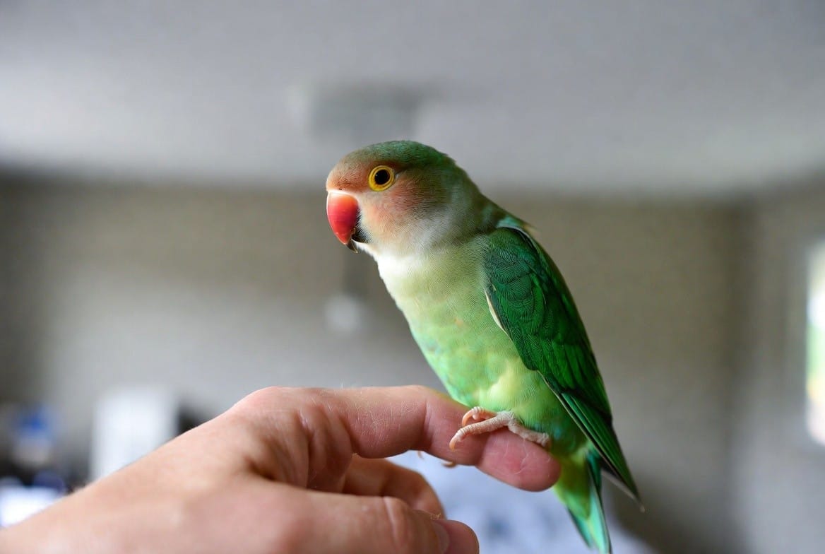 Peach-faced lovebird perched on a person's hand