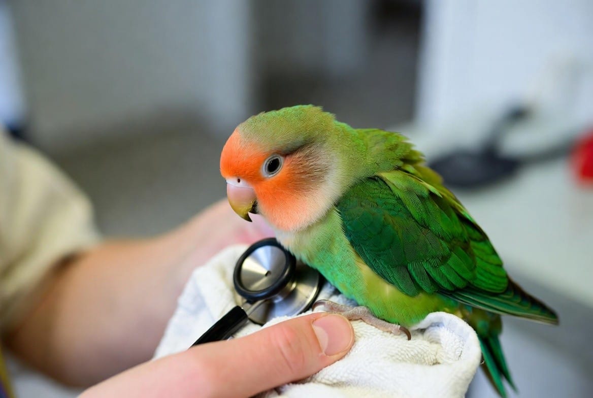 Peach-faced lovebird being examined by an avian veterinarian