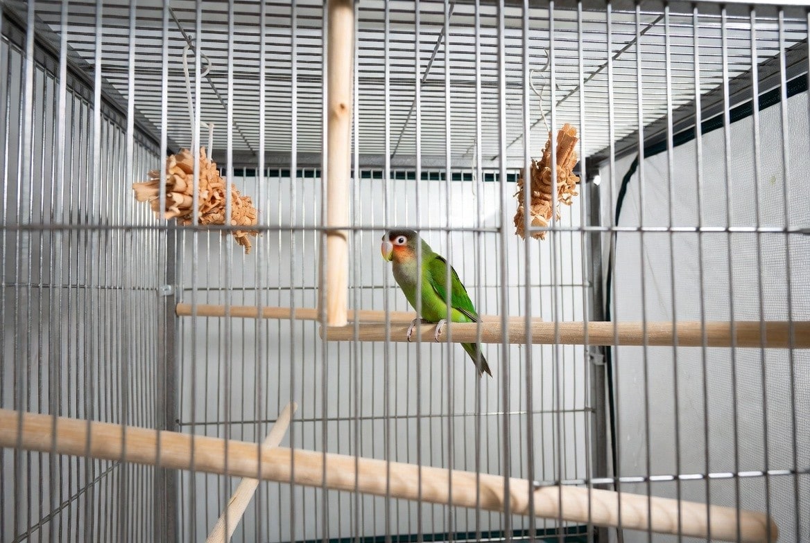 Lovebird cage with varied perches and chew toys