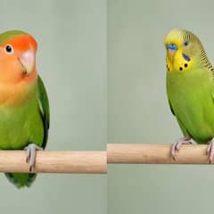 A lovebird and a budgie side by side for comparison