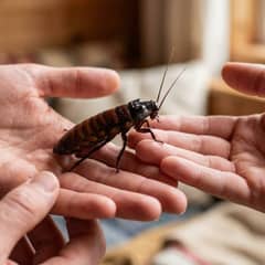 Madagascar hissing cockroach being gently held around the thorax