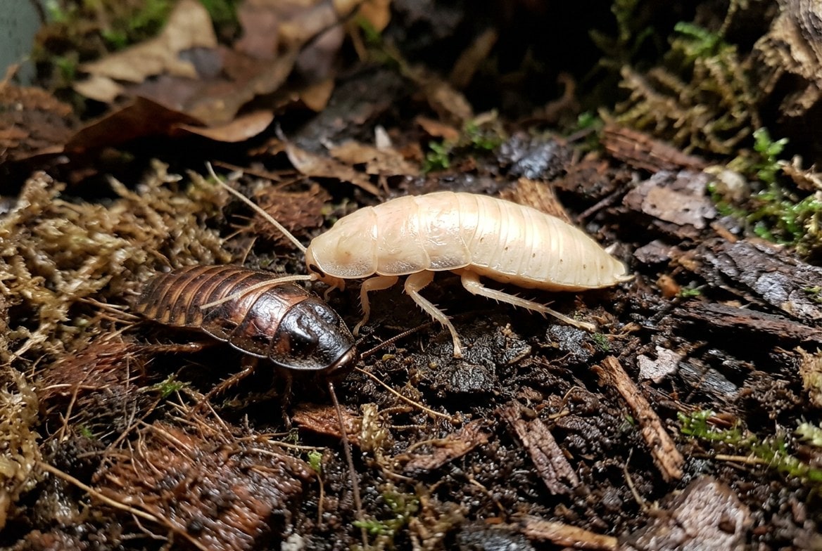 Madagascar hissing cockroach resting on substrate near its humid hide
