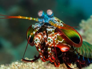 A colorful peacock mantis shrimp with vivid iridescent colors perched on a coral reef