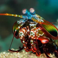 A colorful peacock mantis shrimp with vivid iridescent colors perched on a coral reef