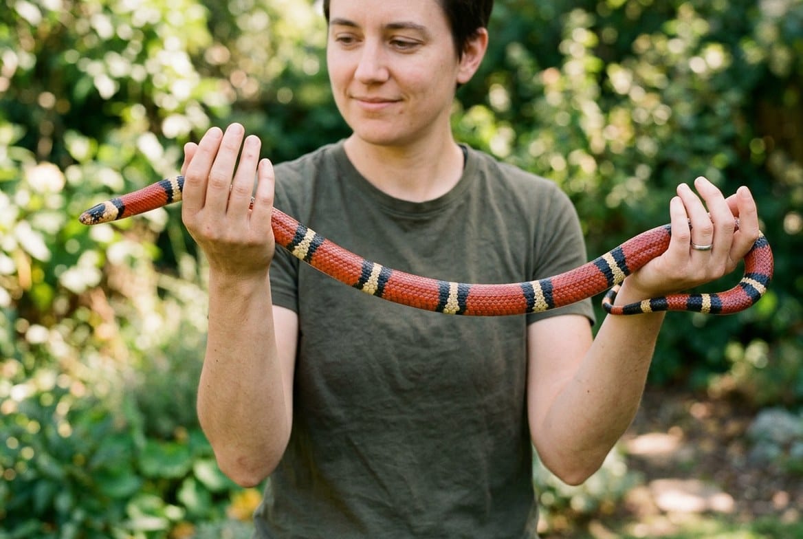 Milk snake with red, black, and yellow banding being gently handled