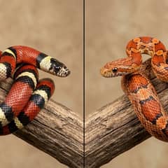 A milk snake and a corn snake side by side for comparison