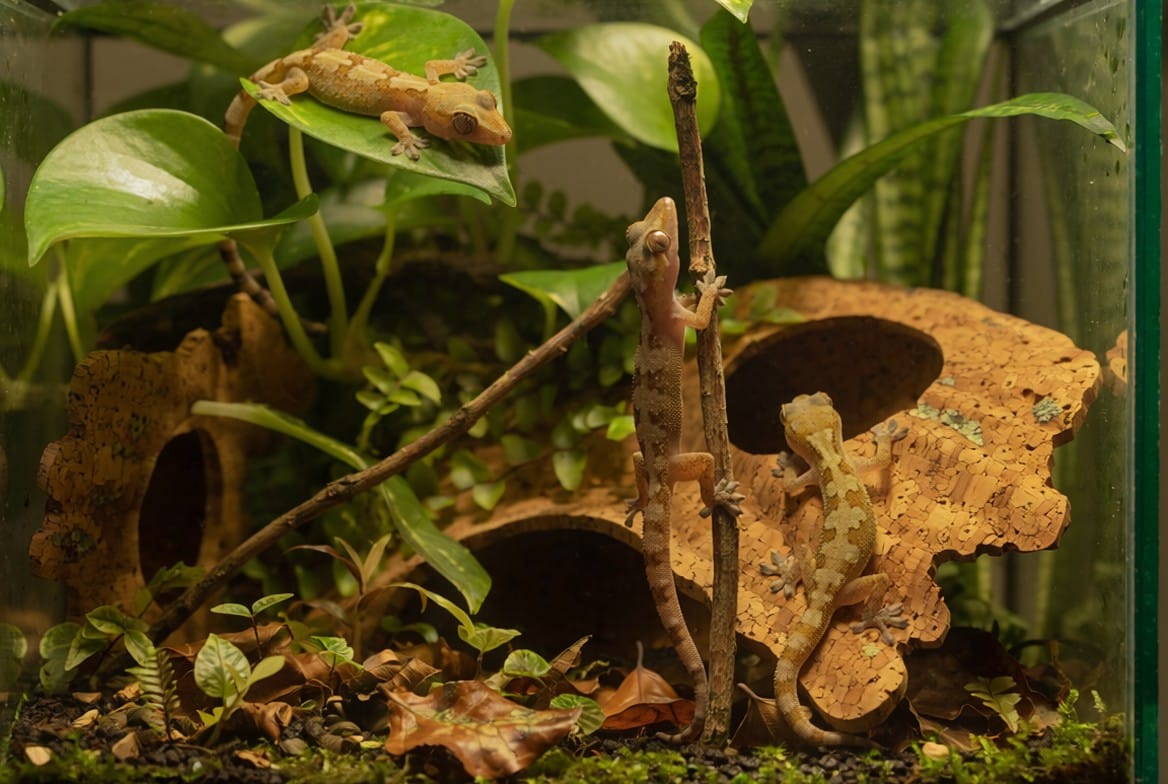 Small colony of mourning geckos in a planted display vivarium