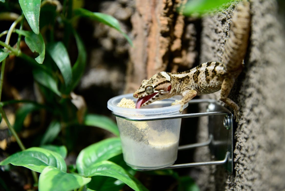Mourning gecko licking powdered gecko diet from a wall-mounted feeding cup