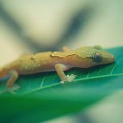 Tiny mourning gecko resting on a leaf inside a planted vivarium
