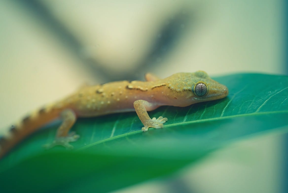 Tiny mourning gecko resting on a leaf inside a planted vivarium