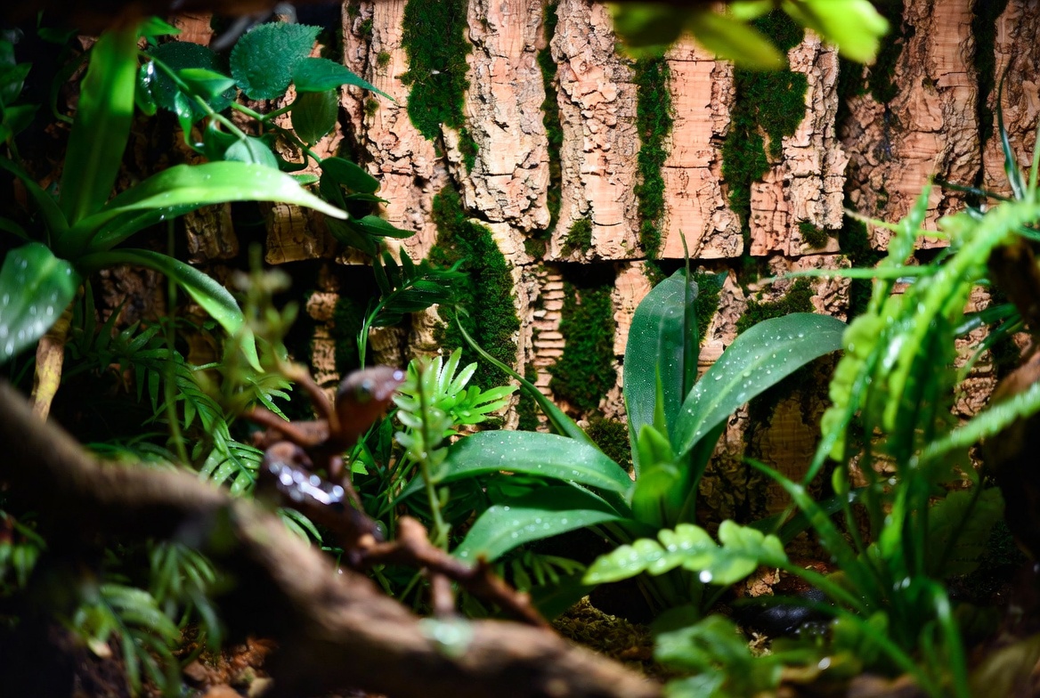 Densely planted mourning gecko vivarium with cork bark and live foliage